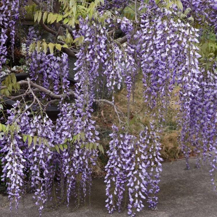 Cascading purple wisteria flowers-A to Z Flowers