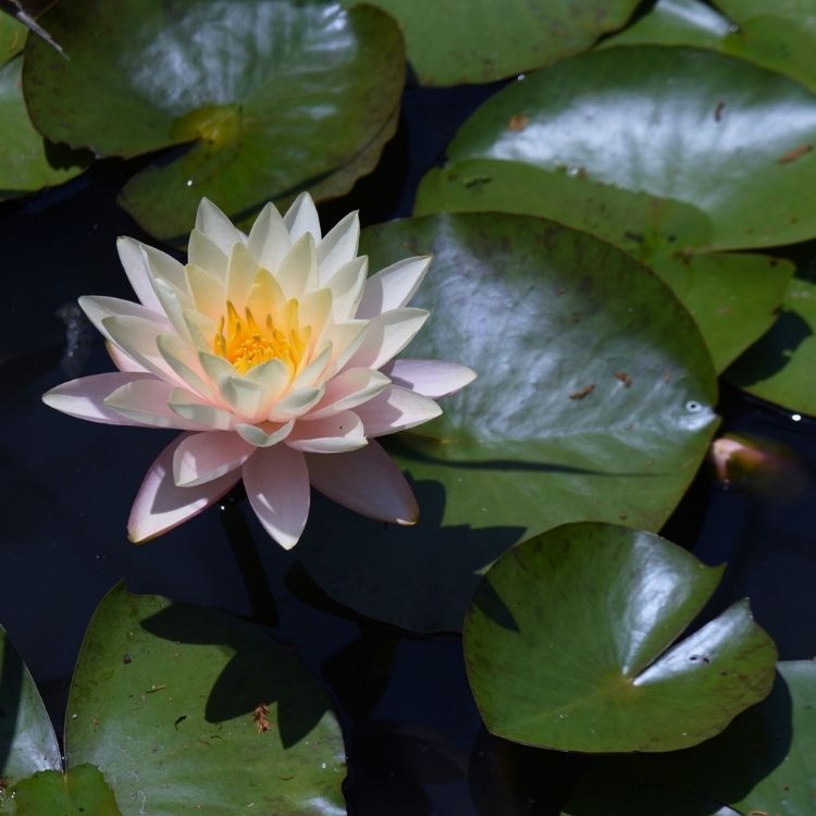 Water lily floating peacefully on still water