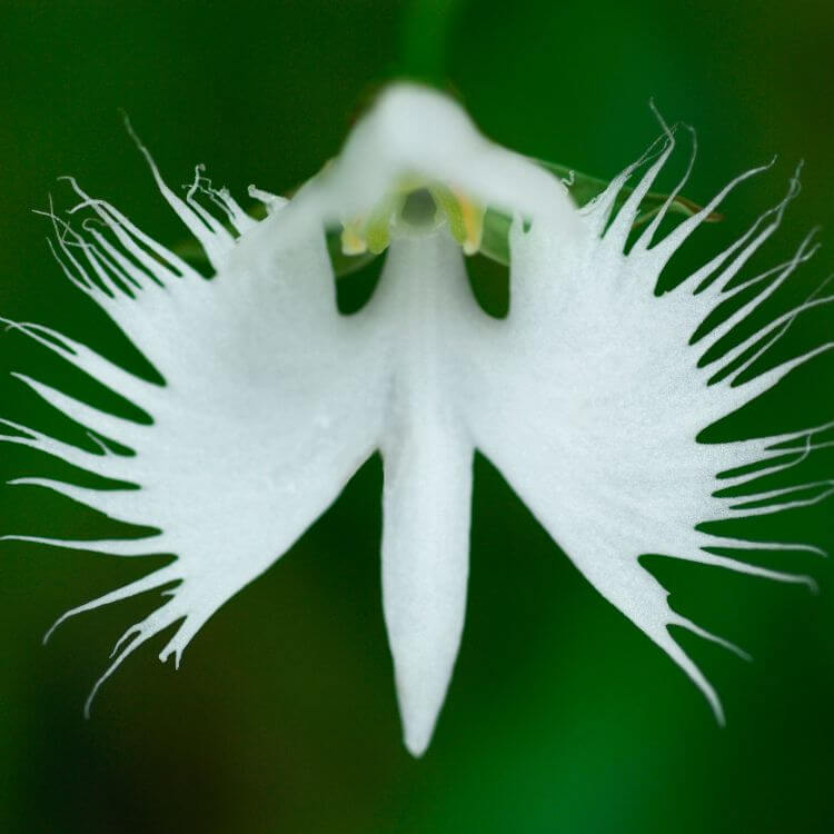 White Egret Orchid with fringed petals resembling a flying egret