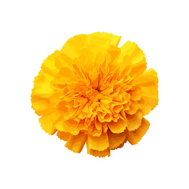 Why Marigold Flower is Called Marigold