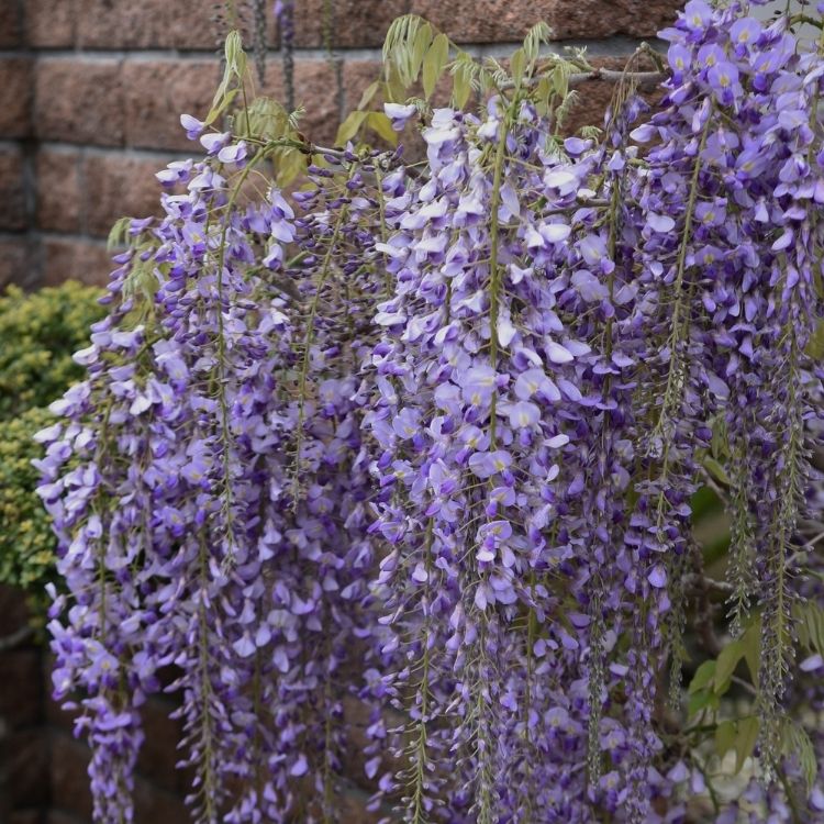 Wisteria flowers hanging in long purple clusters