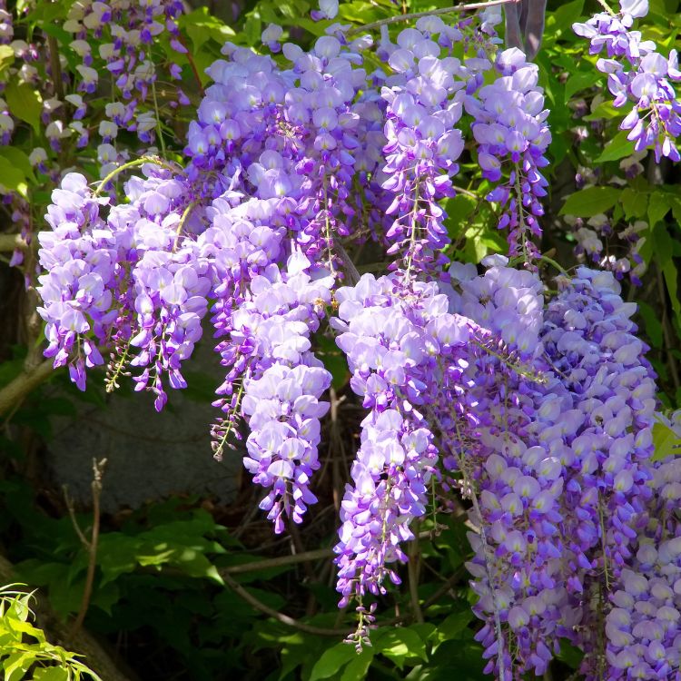 Cascading purple wisteria flowers on a vine