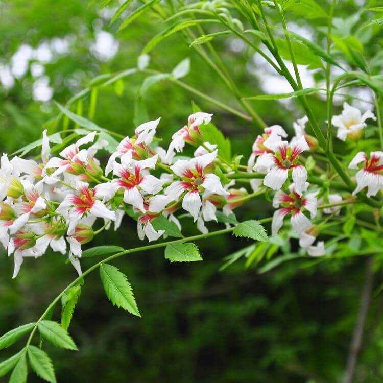 White xanthoceras star-shaped blooms-A to Z Flowers