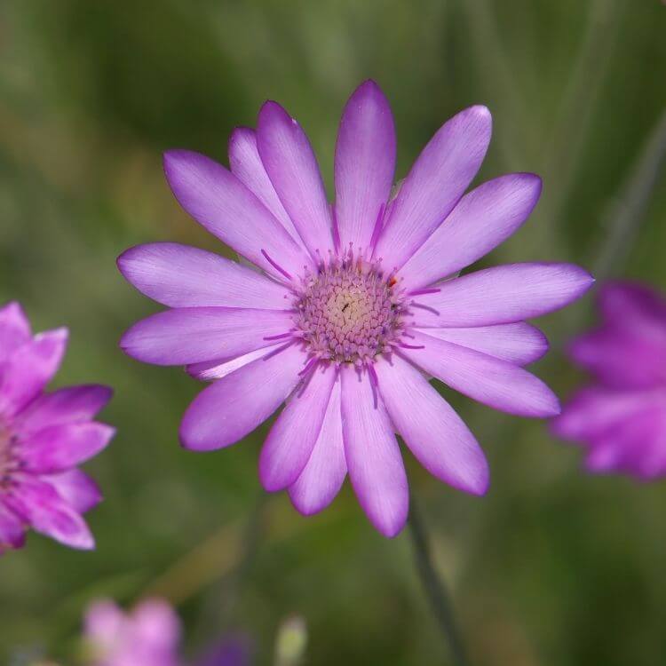 Purple xeranthemum papery bloom