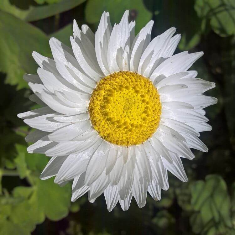 Bright strawflower xerochrysum bloom