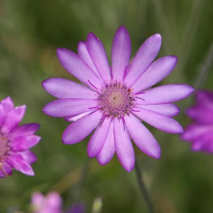 Xeranthemum flower with dry lasting papery petals