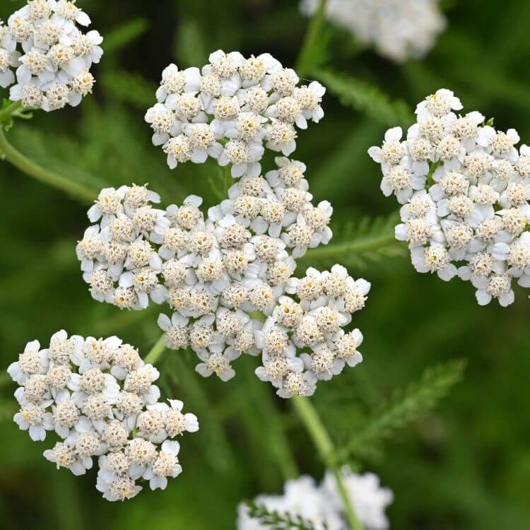White yarrow flower clusters-A to Z Flowers