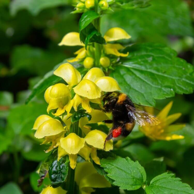 Yellow archangel ground cover flowers