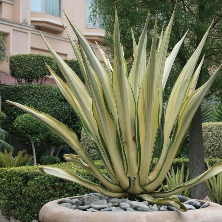 White yucca flower spike