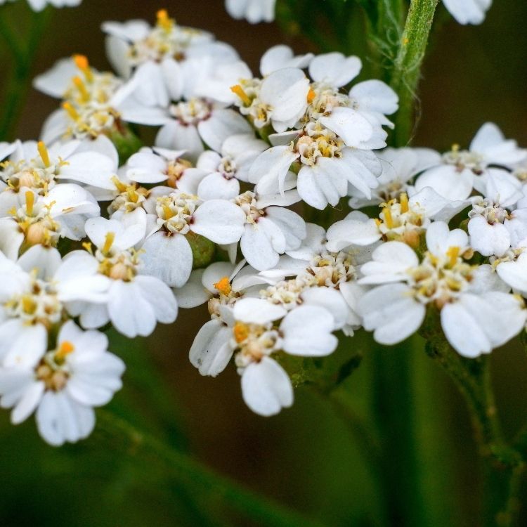 Yarrow flowers growing in flat wide clusters