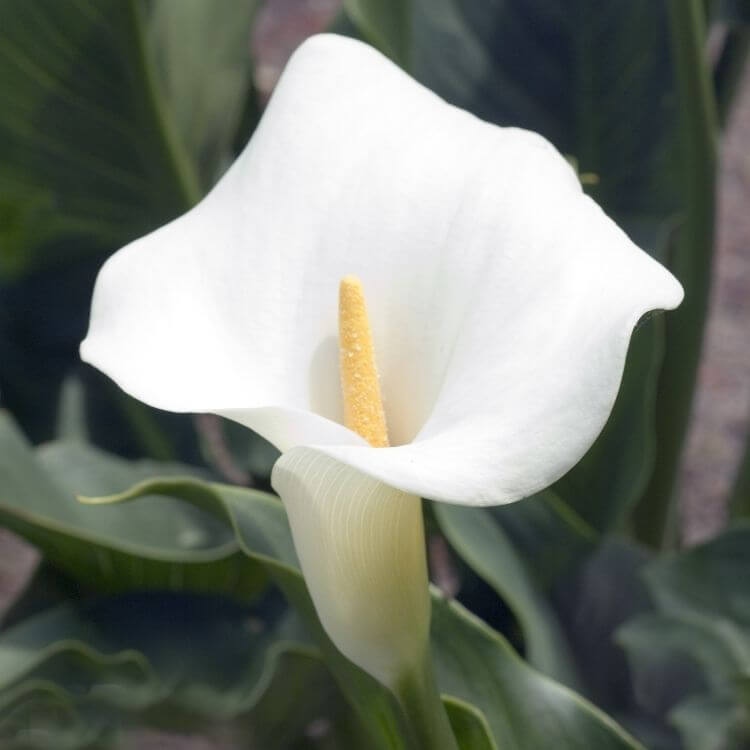 White calla lily zantedeschia flower