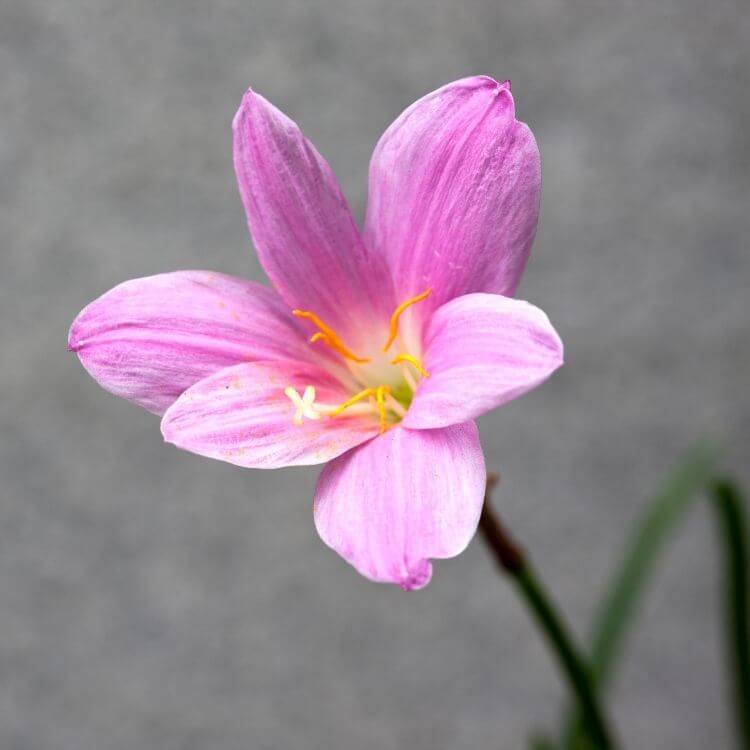 Pink rain lily zephyranthes bloom