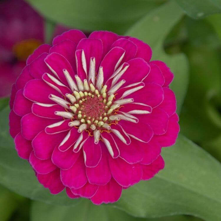 Zinnia summer garden bloom-A to Z Flowers