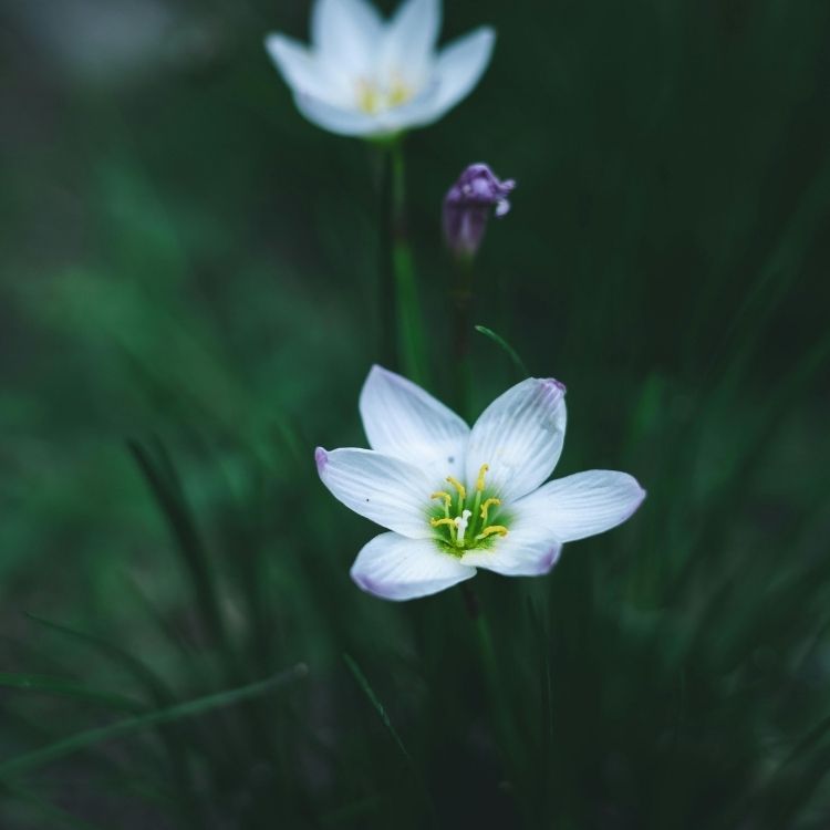 Zephyranthes flower blooming suddenly after rain