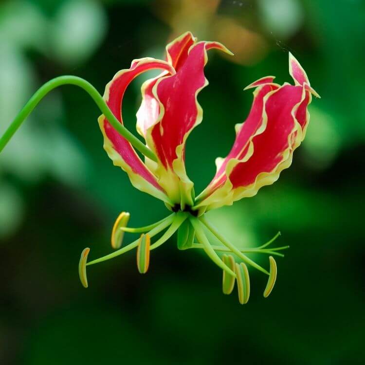 National Flower of Zimbabwe-Flame-Lily