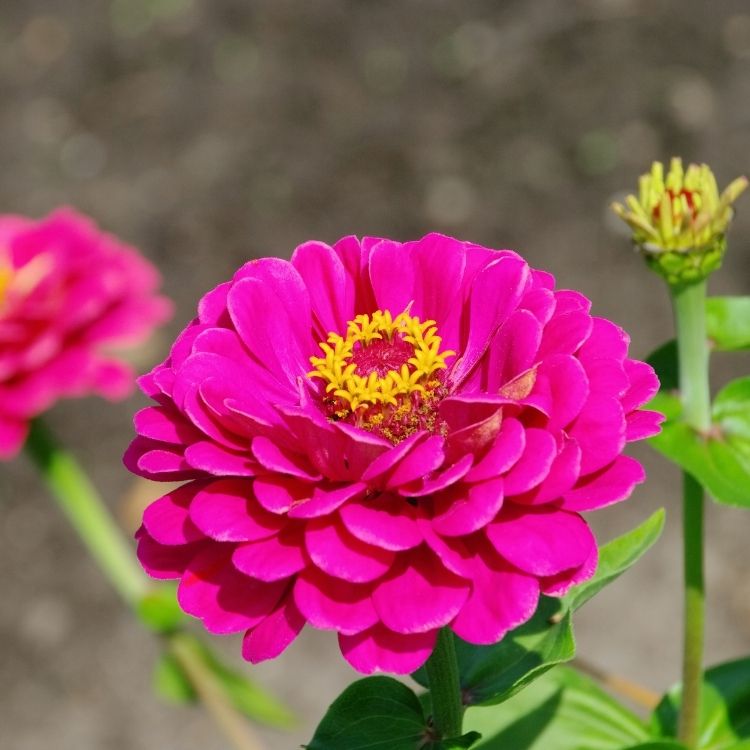 zinnia flower with flat open petals