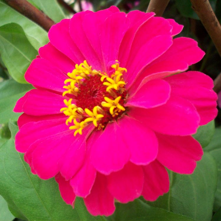 Bright zinnia garden flower named after Johann Gottfried Zinn
