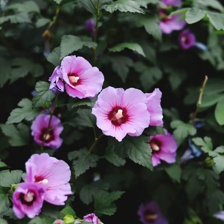 Cluster of purple Hibiscus Flowers with dark centre