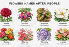 Flowers Named After People