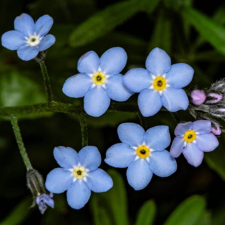 Close-up of Forget-me-not Flowers 