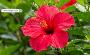 Red Hibiscus Flower Close-up