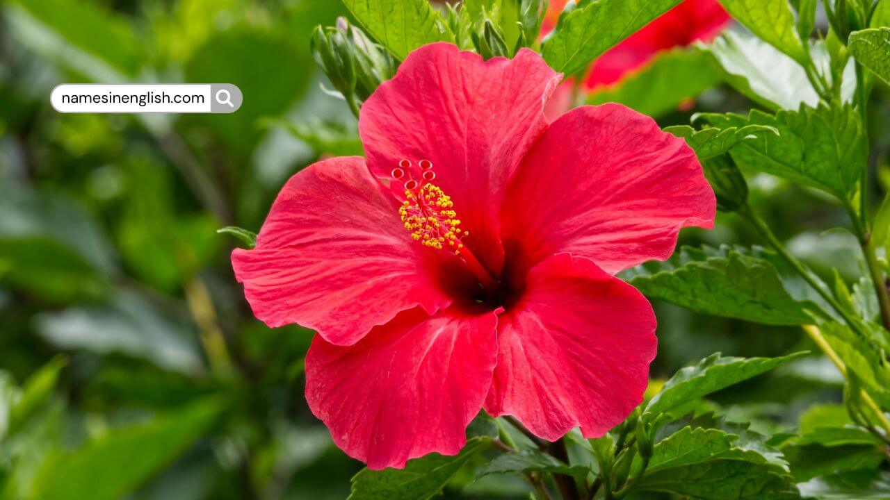 Red Hibiscus Flower Close-up