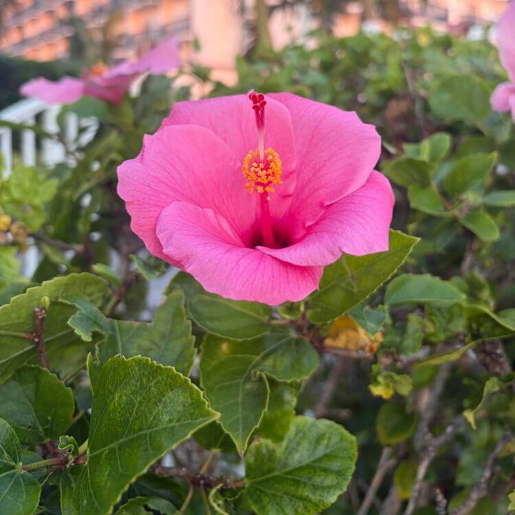 Pink Hibiscus Flower