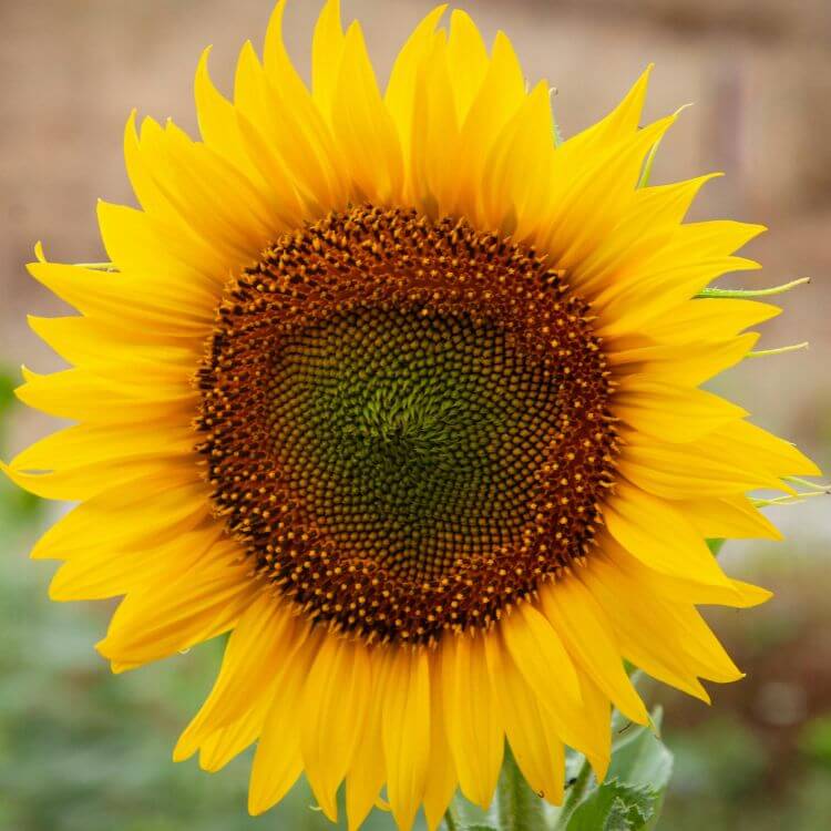 close-up of sunflower disk florets and yellow petals