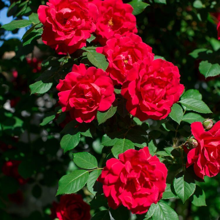 Cluster of Red Rose Flowers
