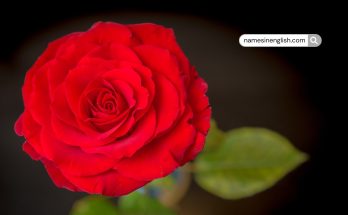 Rose Flower close-up-Why is Rose called Rose