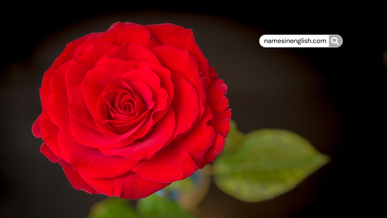 Rose Flower close-up-Why is Rose called Rose