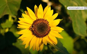 Close-up of bright yellow sunflower facing sunlight