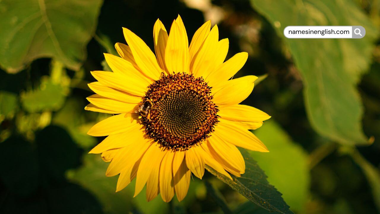 Close-up of bright yellow sunflower facing sunlight