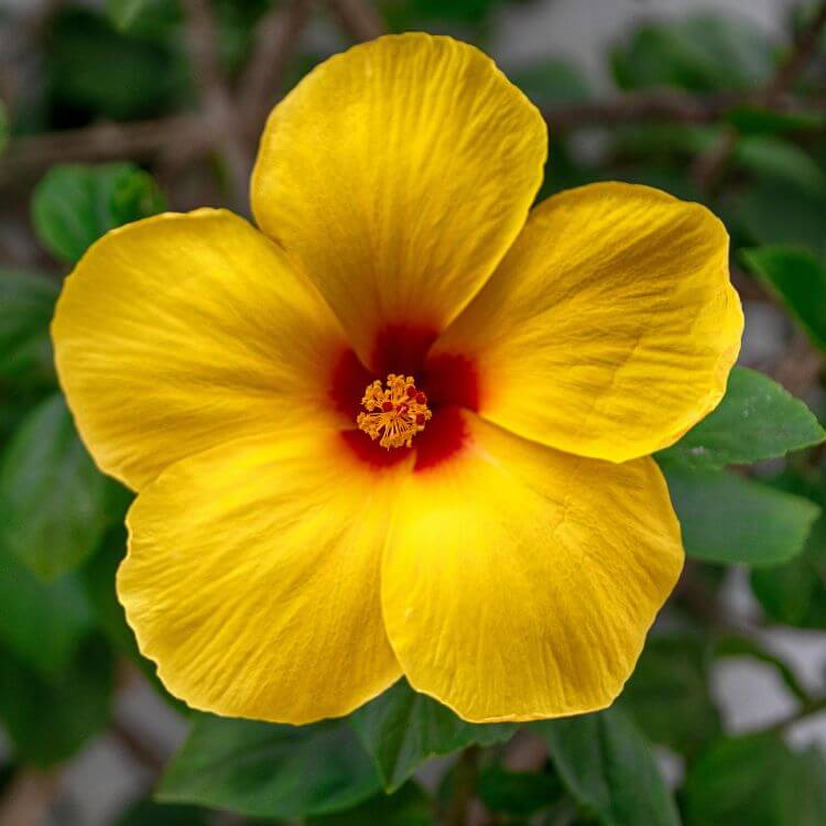 Beautiful Yellow Hibiscus Flower