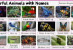 20 Colorful Animals with Names in English with Pictures