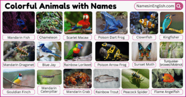 20 Colorful Animals with Names in English with Pictures