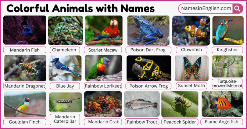 20 Colorful Animals with Names in English with Pictures
