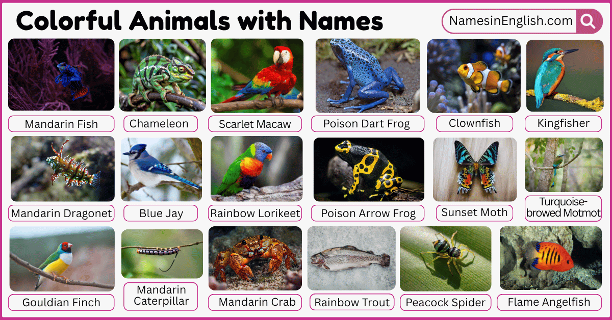 40 Cute Animals with Names in English with Pictures - Names in English