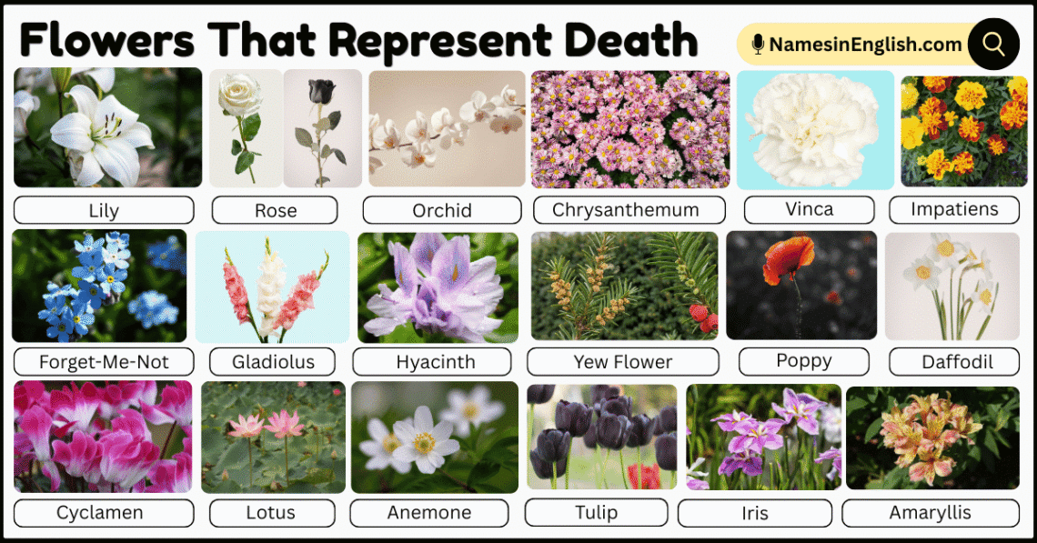 20 Flowers That Represent Death with Their Names and Pictures - Names ...