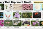 20 Flowers That Represent Death with Their Names and Pictures