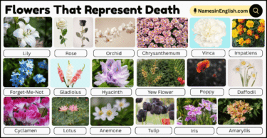 20 Flowers That Represent Death with Their Names and Pictures