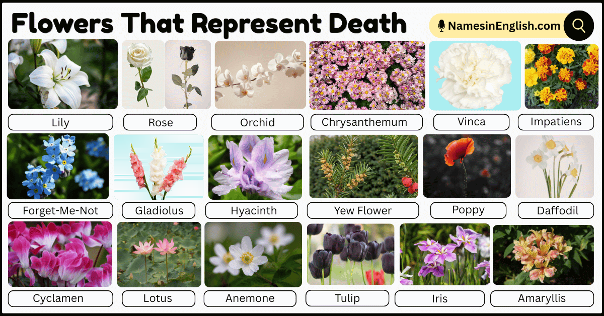 Deah Flower 20 Flowers That Represent Death with Their Names and Pictures - Names ...