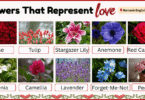 20 Flowers That Represent Love with Their Names and Pictures