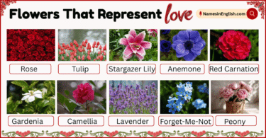 20 Flowers That Represent Love with Their Names and Pictures