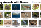 20 Funny Animals with Names in English with Pictures