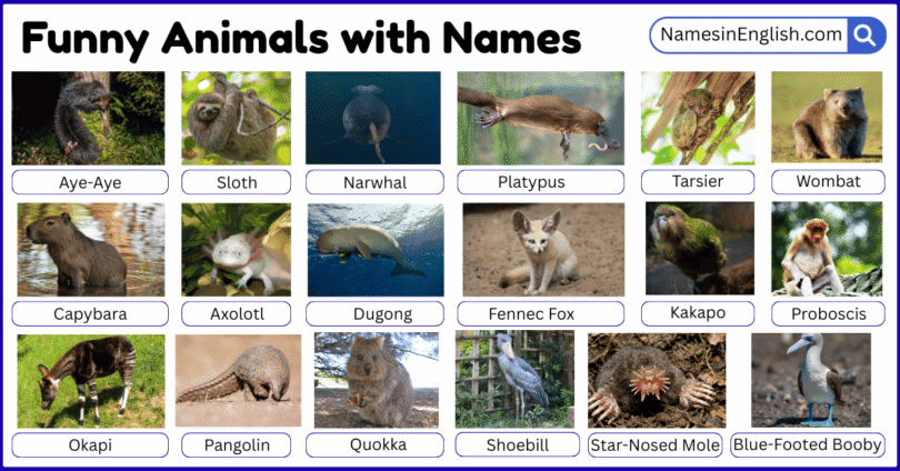 20 Funny Animals with Names in English with Pictures