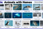 25 Arctic Animals with Names in English with Pictures