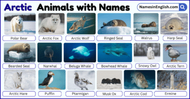 25 Arctic Animals with Names in English with Pictures