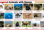25 Endangered Animals with Names in English with Pictures