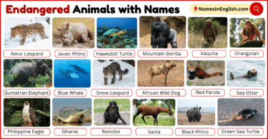 25 Endangered Animals with Names in English with Pictures